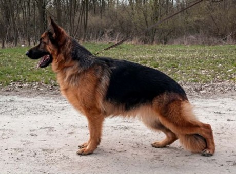 nemacki ovcar 01.jpg